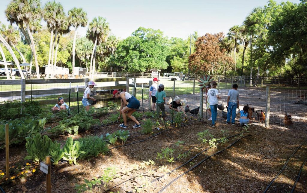 The chickens loiter, awaiting leftovers such as weeds pulled by the students. Photo by Steven Martine