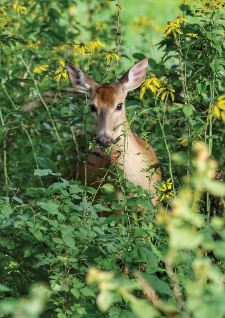 Deer snacking near Big Meadows, Shenandoah National Park, Virginia by Rick Lane