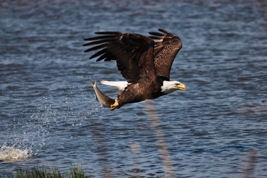 Eagle fishing, Acadia National Park, Maine by Chris Guerrieri