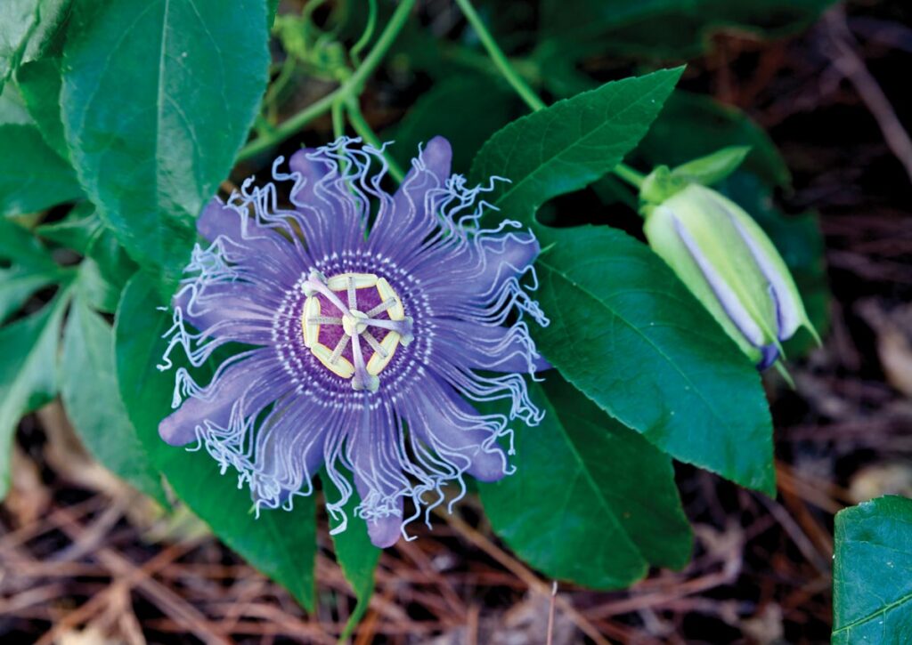 In addition to milkweed for the monarchs, the Enslens have purple passionflower, another native plant recommended for butterfly gardens. Photo by Kelly Rogers