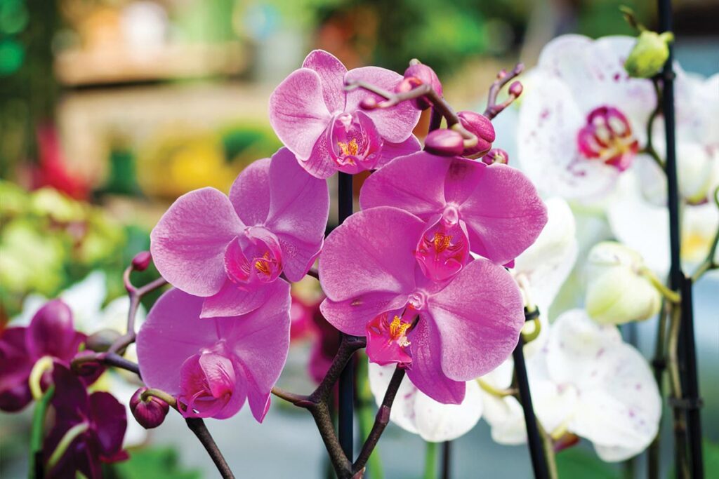In partnership with the Vero Beach Orchid Society, McKee Botanical Garden invites all orchid enthusiasts for the second annual Rare & Exotic Orchid Exhibition & Sale September 5–6. Photo courtesy of iStock