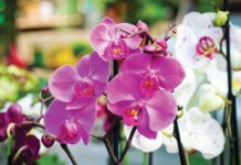 In partnership with the Vero Beach Orchid Society, McKee Botanical Garden invites all orchid enthusiasts for the second annual Rare & Exotic Orchid Exhibition & Sale September 5–6. Photo courtesy of iStock