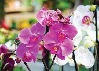 10 September Events to Attend in Vero Beach In partnership with the Vero Beach Orchid Society, McKee Botanical Garden invites all orchid enthusiasts for the second annual Rare & Exotic Orchid Exhibition & Sale September 5–6. Photo courtesy of iStock