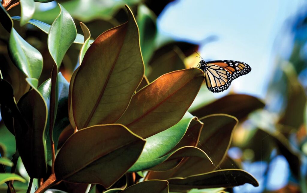 A monarch butterfly lands in the garden. Photo by Kelly Rogers
