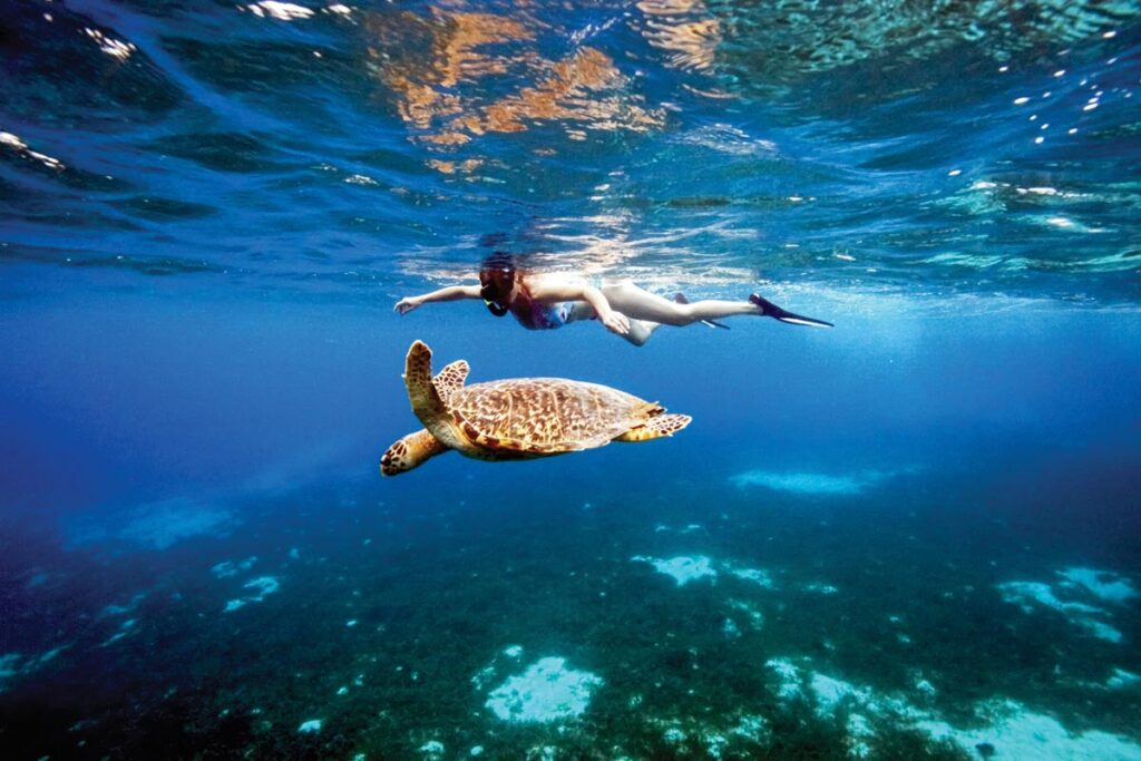 Snorkeling with a sea turtle