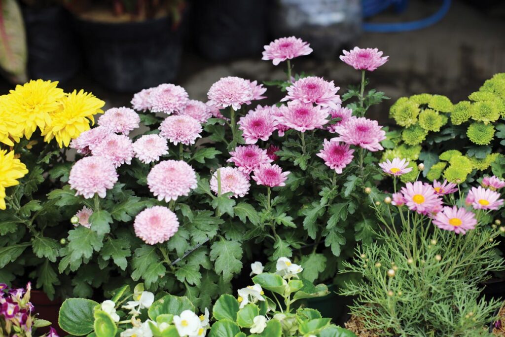 The mums for “Mums and Mocktails”!. Photo courtesy of iStock