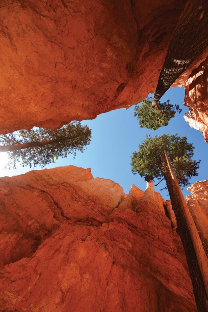 Trees growing among the sandstone hoodoos, Bryce Canyon National Park, Utah by Maria Cortese