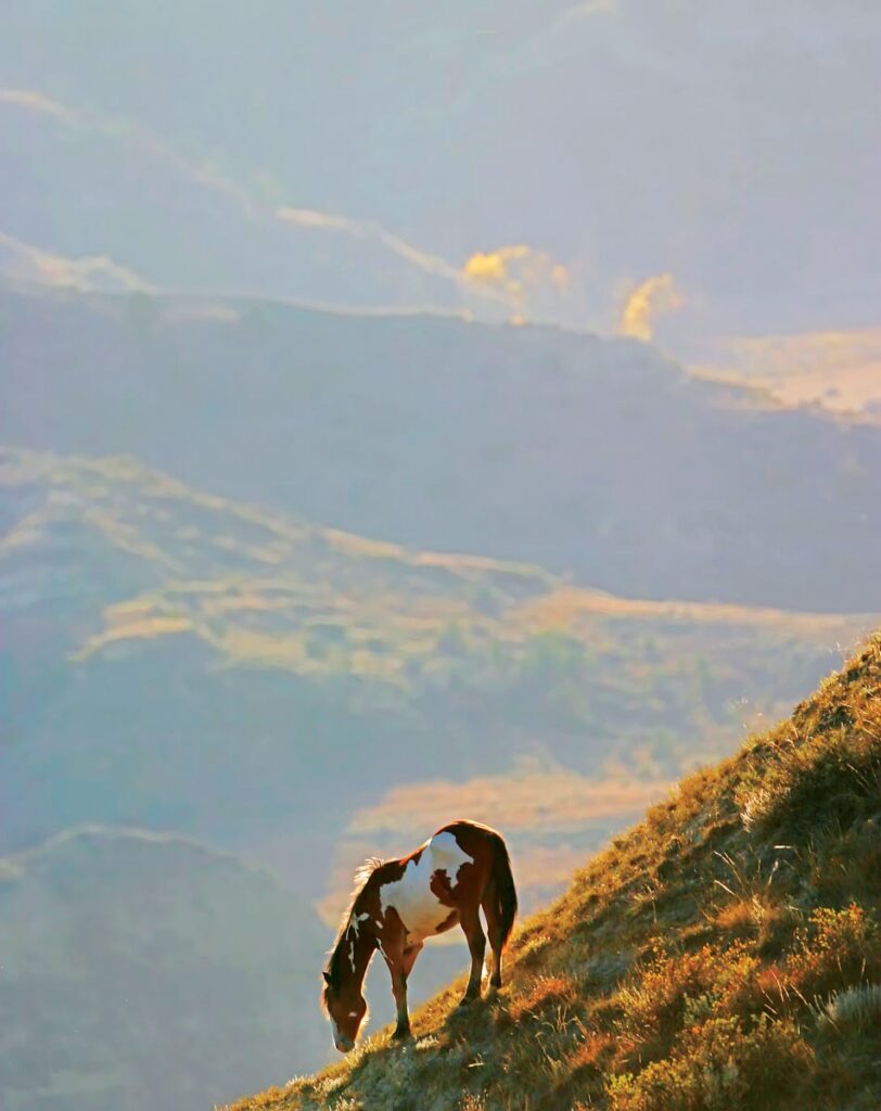 Wild horse grazing in early morning, Theodore Roosevelt National Park, North Dakota by Dale Erickson