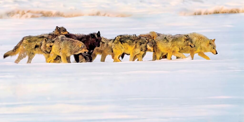Wolf pack in motion, Yellowstone National Park, Wyoming by Lou Lower
