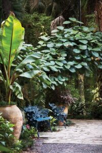 Banana plant, frangipani vine, and begonias. Photo by Ngoc Minh Ngo