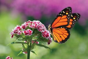 Dianthus (carnation) is a good choice for many schools’ color schemes. Photo courtesy of iStock