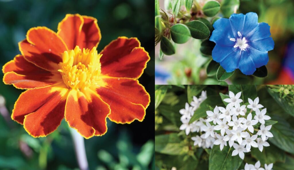 Football fans can show their team colors with flowers! This combination is perfect for Gator fans. Photos courtesy of iStock