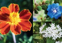 Flowers and Football Converge This Fall Football fans can show their team colors with flowers! This combination is perfect for Gator fans. Photos courtesy of iStock