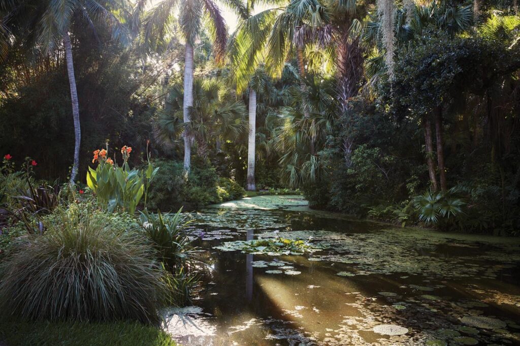 Sunlight hits the main pond through the dense foliage. Photo by Ngoc Minh Ngo