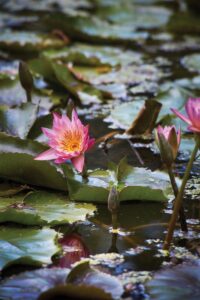 Nymphaea ‘Tropic Sunset’ water lily. Photo by Ngoc Minh Ngo