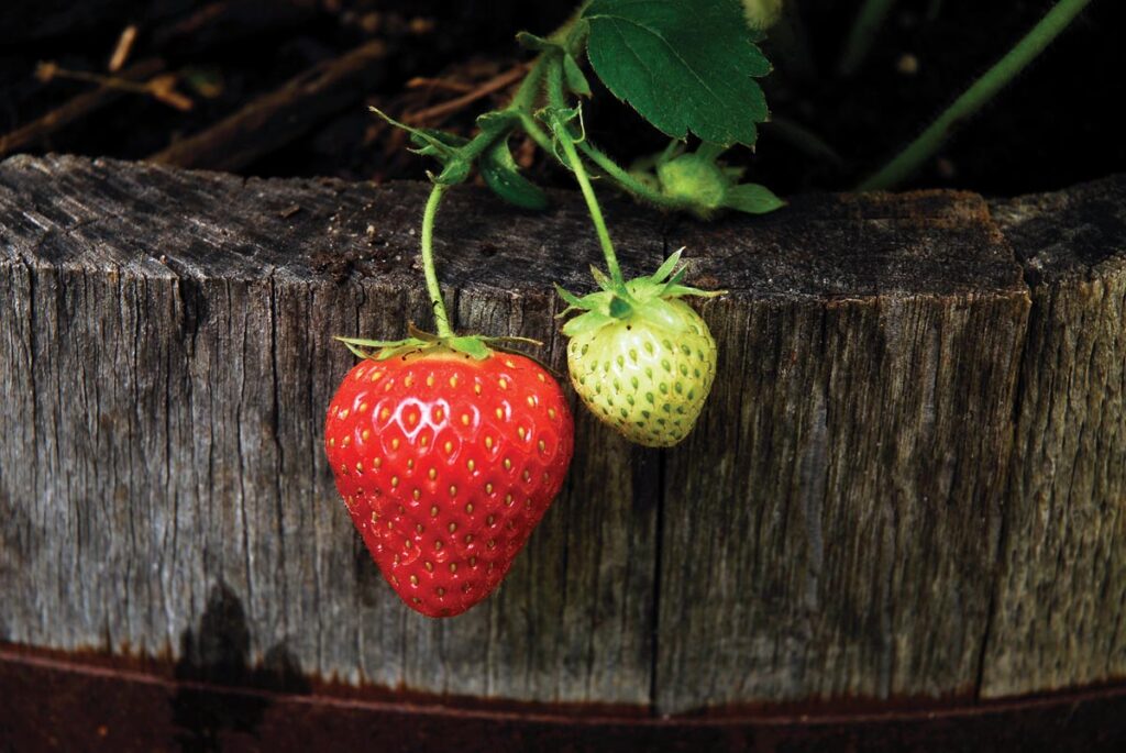October is a good time to plant strawberries. Photo courtesy of iStock
