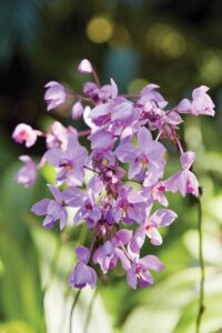 Philippine ground orchid. Photo by Ngoc Minh Ngo