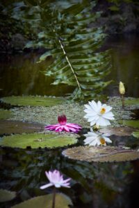 The water lilies are a signature attraction at McKee. Photo by Ngoc Minh Ngo